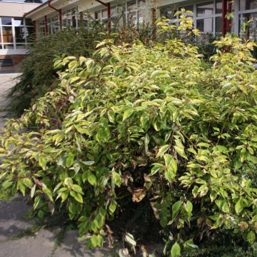 Cornus alba Spaethii - Tatarischer Hartriegel