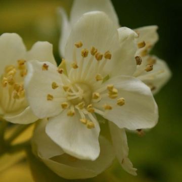 Cornus alba Aurea - Cornouiller blanc