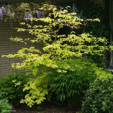 Cornus alternifolia Golden Shadows - Wechselblättriger Hartriegel