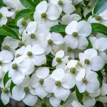 Cornus angustata Empress of China - Chinesischer Hartriegel