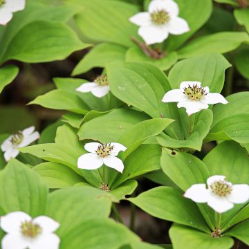 Cornus canadensis - Kanadischer Hartriegel