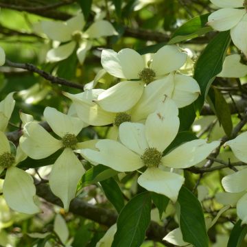 Cornus capitata - Cornouiller de l'Himalaya