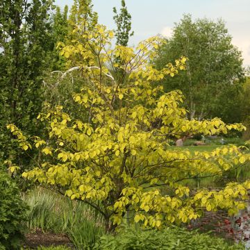 Cornus controversa Candlelight - Cornouiller des Pagodes