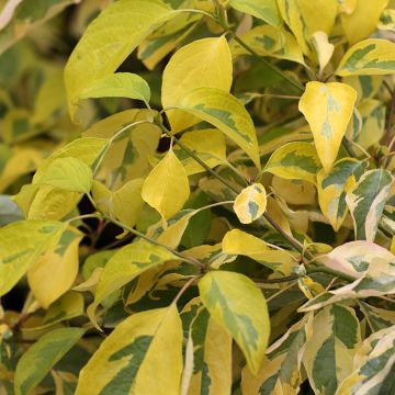 Benthams Hartriegel Gosia - Cornus controversa