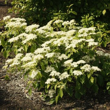 Benthams Hartriegel Green Carpet - Cornus controversa