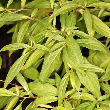 Benthams Hartriegel Laska - Cornus controversa