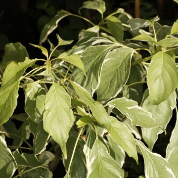 Benthams Hartriegel Marginata Nord - Cornus controversa