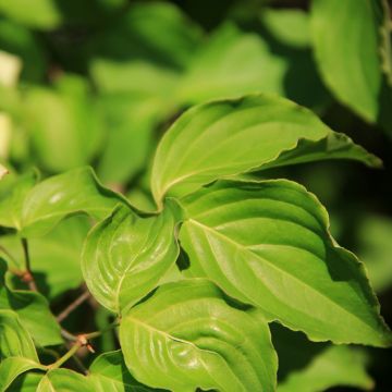 Benthams Hartriegel Troja Dwarf - Cornus controversa