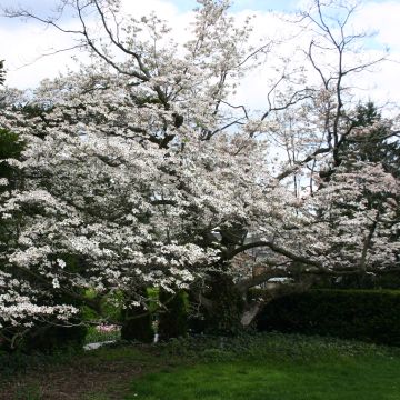 Amerikanischer Blumen-Hartriegel - Cornus florida