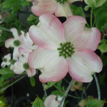 Amerikanischer Blumen-Hartriegel Cherokee Chief - Cornus florida