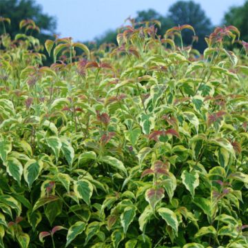 Amerikanischer Blumen-Hartriegel Firebird - Cornus florida