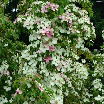 Hongkong-Hartriegel Parc de Haute Bretagne - Cornus hongkongensis