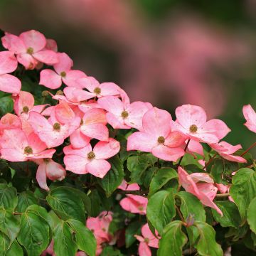 Japanischer Blumen-Hartriegel Beni-fuji - Cornus kousa