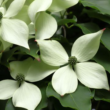 Japanischer Blumen-Hartriegel Blue Shadow - Cornus kousa