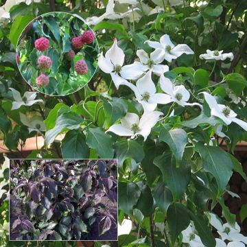 Japanischer Blumen-Hartriegel Cappuccino - Cornus kousa