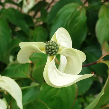 Japanischer Blumen-Hartriegel Couronne - Cornus kousa