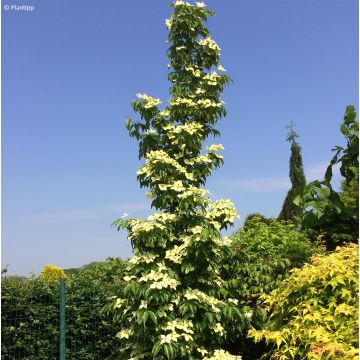 Japanischer Blumen-Hartriegel Flower Tower - Cornus kousa