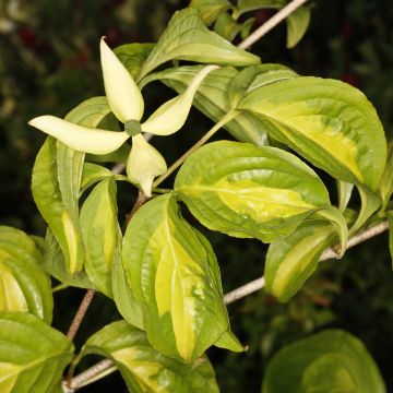 Japanischer Blumen-Hartriegel Gold Star - Cornus kousa