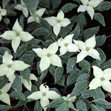 Japanischer Blumen-Hartriegel Pevé Foggy - Cornus kousa