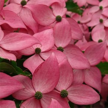 Japanischer Blumen-Hartriegel Scarlet Fire - Cornus kousa