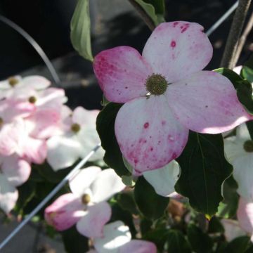 Japanischer Blumen-Hartriegel Teutonia - Cornus kousa