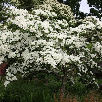 Japanischer Blumen-Hartriegel Venus - Cornus kousa