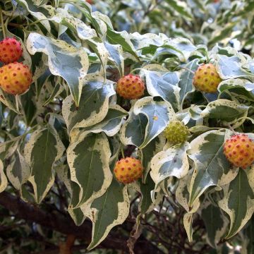 Japanischer Blumen-Hartriegel Wolf Eyes - Cornus kousa