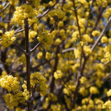 Kornelkirsche Aurea - Cornus mas