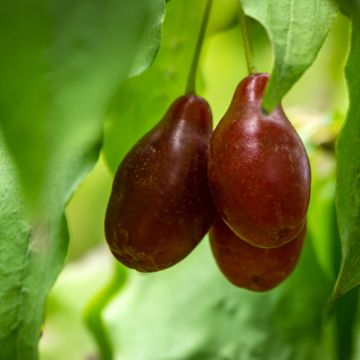 Cornus mas Starokijewskij - Cornouiller mâle