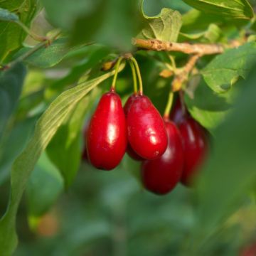 Cornus mas Swietljaczok - Cornouiller mâle