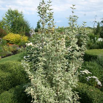 Cornus mas Variegata - Cornouiller mâle panaché