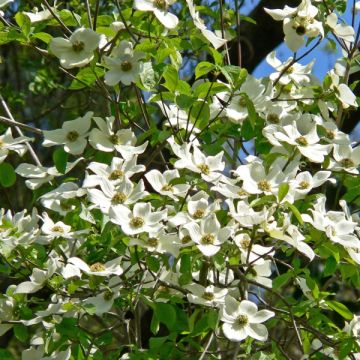 Nuttalls Blüten-Hartriegel Ascona - Cornus nuttallii