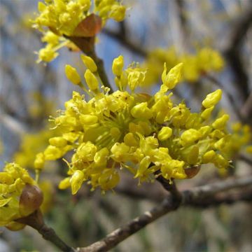 Asiatische Kornelkirsche - Cornus officinalis