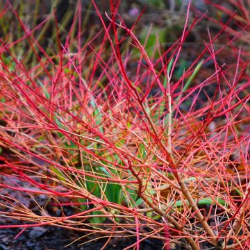 Roter Hartriegel - Cornus sanguinea