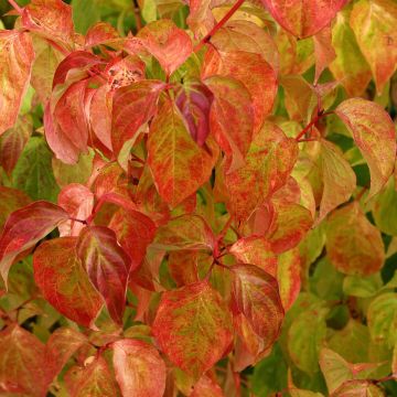 Roter Hartriegel Magic Flame - Cornus sanguinea