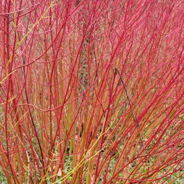 Roter Hartriegel Mid Winter Fire - Cornus sanguinea