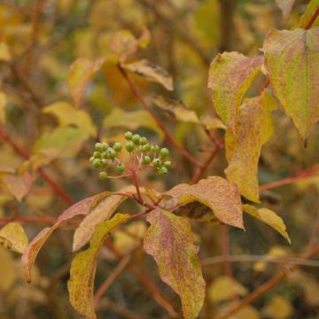 Roter Hartriegel Winter Beauty - Cornus sanguinea