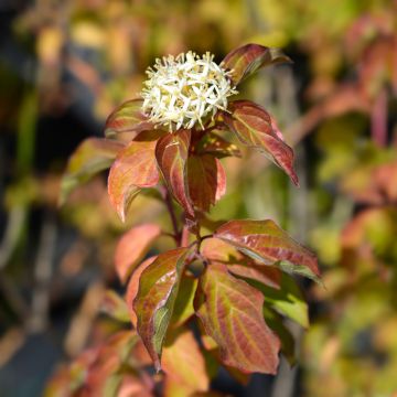 Roter Hartriegel Winter Beauty - Cornus sanguinea