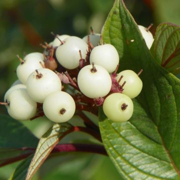 Cornus sericea Baileyi - Cornouiller stolonifère.