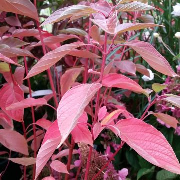 Seidige Hartriegel Cardinal - Cornus sericea