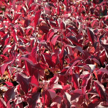 Seidige Hartriegel Farba - Cornus sericea 