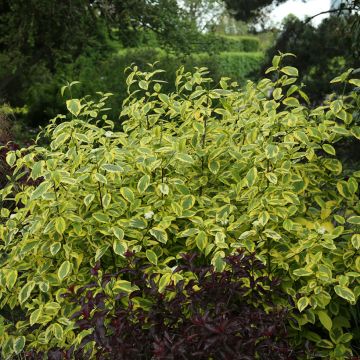 Seidige Hartriegel Hedgerow's Gold - Cornus sericea 