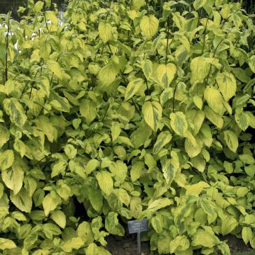 Seidige Hartriegel Sunshine - Cornus sericea 