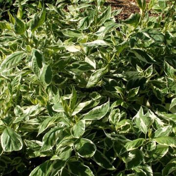 Seidige Hartriegel White Gold - Cornus sericea