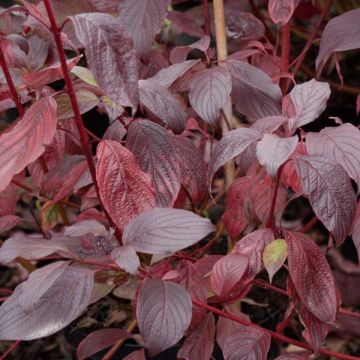 Cornus alba Siberian Pearls - Tatarischer Hartriegel