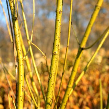 Seidige Hartriegel Flaviramea - Cornus sericea