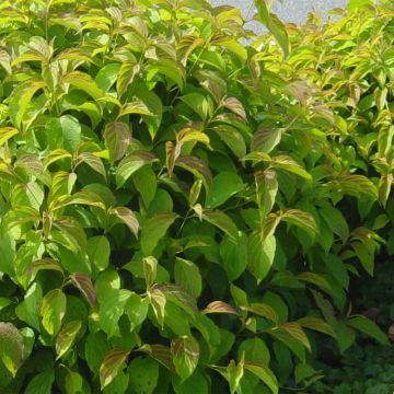 Seidige Hartriegel Kelsey's Dwarf - Cornus sericea