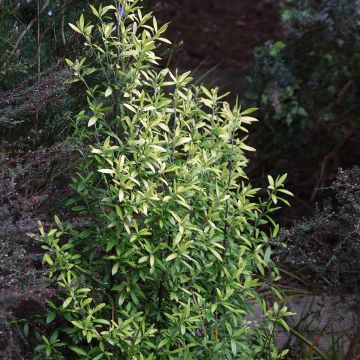 Corokia virgata Banana Royal - Zickzackstrauch