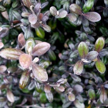 Corokia virgata Frosted chocolate - Corokie