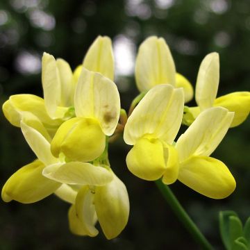 Coronilla valentina subsp. glauca Citrina - Blaugrüne Kronwicke